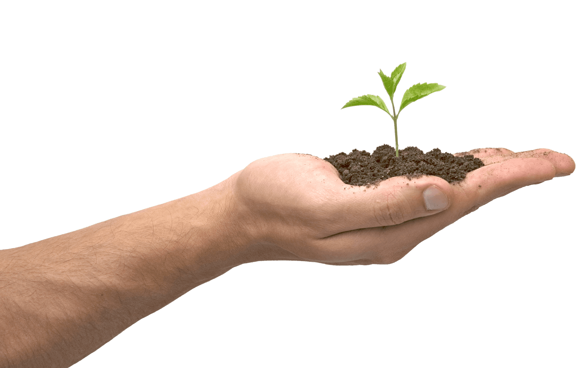 Hand Holding Soil With Sprout PNG Image