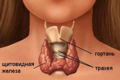Lechenie-shhitovidnoy-zhelezyi-narodnyimi-sredstvami (360x240, 13Kb)