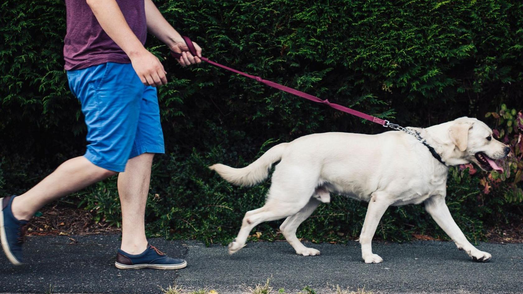 A man walking a Golden Labrador dog on a lead.