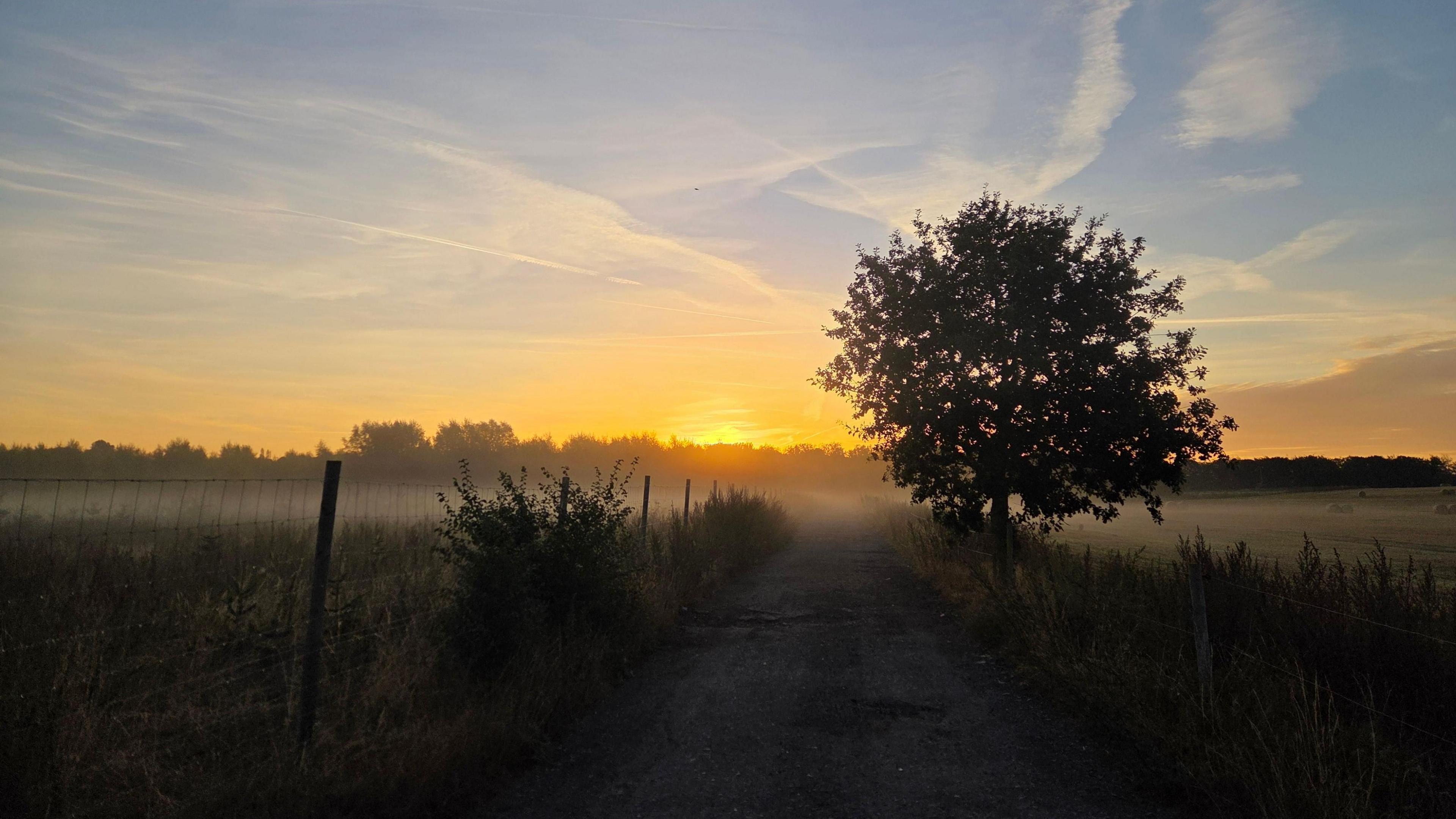 A misty path with a tree on once side and fence on the other. The tip of the sun beams over a line of trees. 