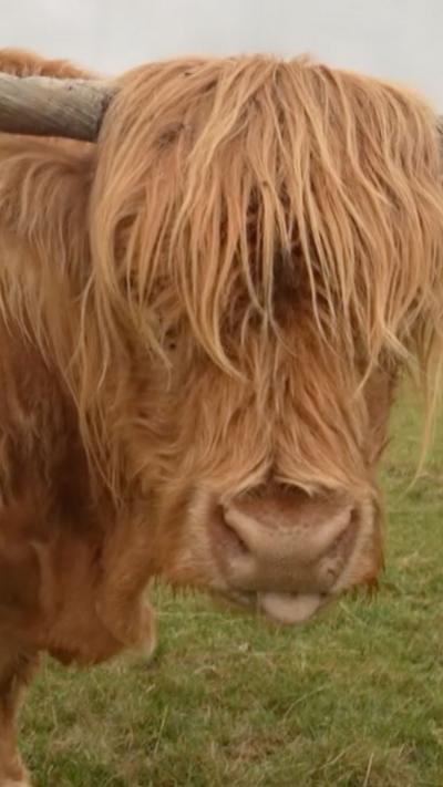 Highland cow up close to the lens with their tongue sticking out.