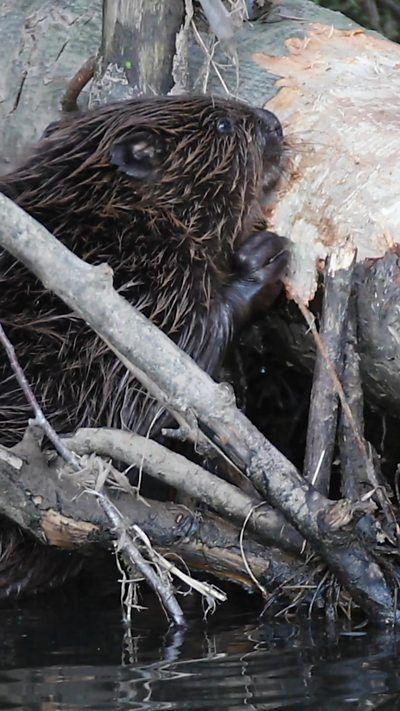 A beaver resting on a trunk it has been chewing.