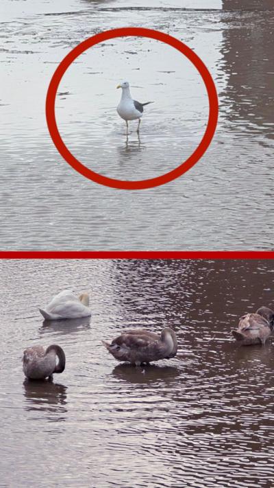 A seagull standing on what looks like water but it's actually silt. 