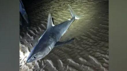 A porbeagle shark on the sand. The shark is a blue-grey colour with flashes of white on the fin and tail. The sand is textured and there is a spotlight lighting up the back of shark against the dark