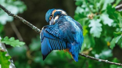 A young kingfisher with blue and white feathers. It was orange feathers around its head and tail and it sits on a tree branch. Green leaves on trees are in the background.