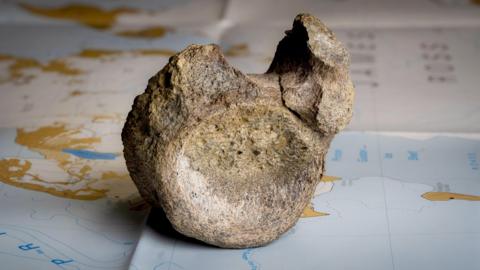 A fossilised dark brown, mottled bone is sitting on a map of Antarctica on a table. It is on a blue area of the map and areas of brown and white are behind it. The bone is a vertebrae with a round, concave, circular area facing the camera with a lump sticking up on the right hand side. Slightly further back a smaller lump is poking up on the left. There is a dip in between them. 
