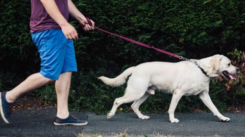 A man walking a Golden Labrador dog on a lead.