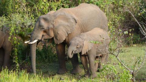 The image shows two elephants - a mother on the left and a small calf next to her on the right of the image. They appear to be eating forest plants. There is dense, green forest around them and their mouths are open as if mid-meal. 