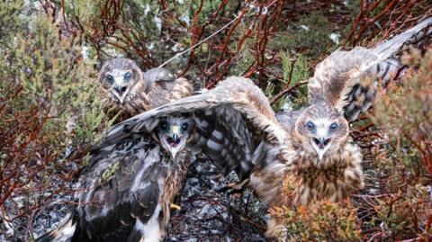 Three hen harriers which are nearly fully grown are standing amongst underbrush. One has its wings spread out and they are all squawking at the camera with beaks open. 