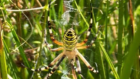 A brightly coloured spider, which has a wasp-like pattern of black and yellow stripes, is on a web weaved among pieces of grass.