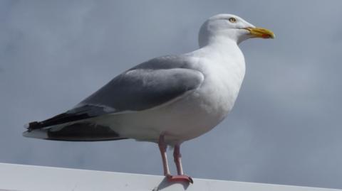 A herring gull standing on top of a building. It has a yellow beak and pink feet, grey wings and a white head and chest.