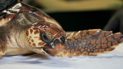 A close-up of Betty, a loggerhead turtle currently in the care of Hunstanton Sea Life centre. 