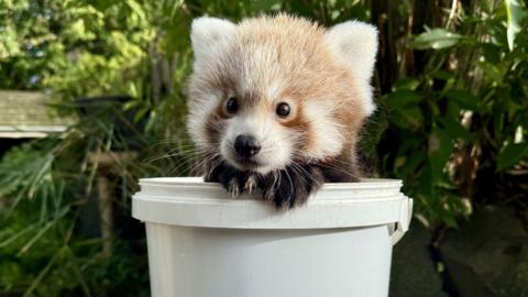 A young Red Panda cub sits looking out of a small white tub, with its paws on the edge
