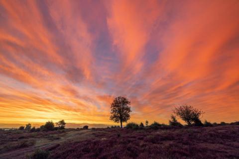 Scattered thin clouds colour yellow and orange over the New Forest as the sun rises