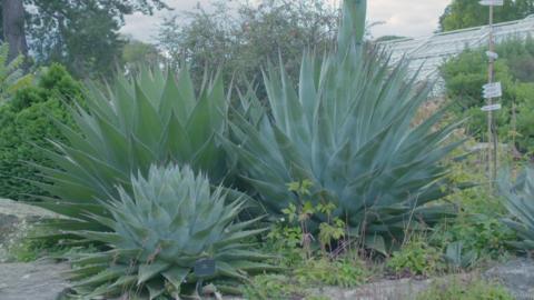 Large blue-green agave plants with pointed leaves growing among other plants at Kew Gardens.