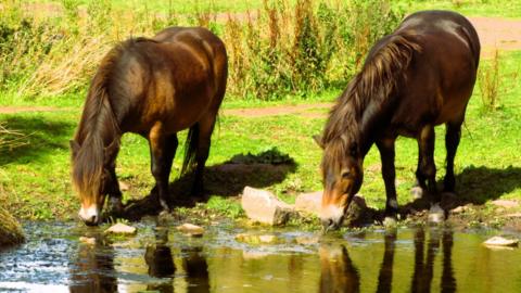 Two ponies drinking from a stream