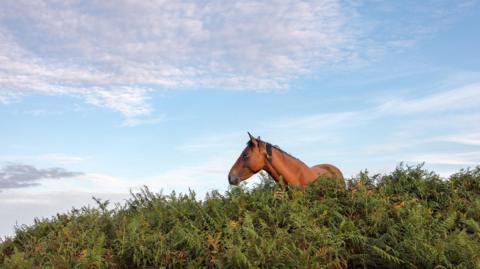 The top of a brown horse is visible above undergrowth.