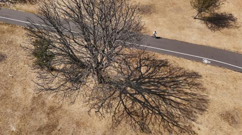 Parched yellow grass with a bare tree