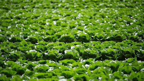 A field of lettuce