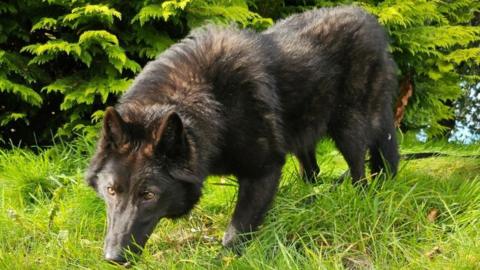 A wolfdog with dark fur walks through long grass with trees in the background