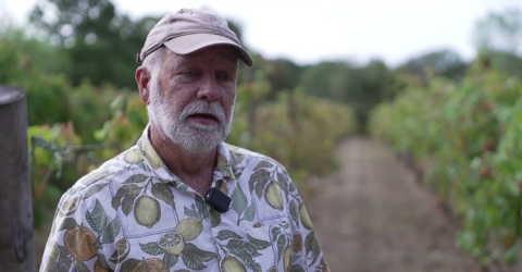 Paul Girling stands between the rows of vines on his vineyard. He has a full, short, white beard and is wearing a beige baseball cap and a white shirt printed with oranges, lemons and limes.