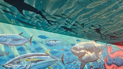 Sharks and other fish painted as a mural in Weymouth underpass.