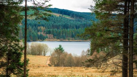 View through tall trees in the foreground with Kielder Water in the background, surrounded by a dense green forest. Beyond the far bank there are rolling hills under an overcast sky with grey clouds. 