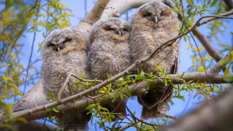 Three tawny owlets sit on a branch. They have beige speckled feathers and sit burrowed in their feathers with their eyes closed. The sky is bright blue and stands out behind the owls.