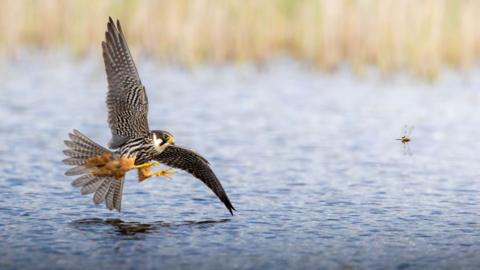 A hobby, with sprawled speckled wings and talons at the ready, skims over the water with a dragonfly in its sight. Reeds are in the background.