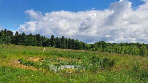 A photo of a geen field with long grass which covers the bottom half of the picture, sloping down to the right. In the distance a row of green trees can be seen halfway up the picture stretching from left to right. The top part of the picture is blue sky with a large white fluffy cloud covering a large area of the sky.