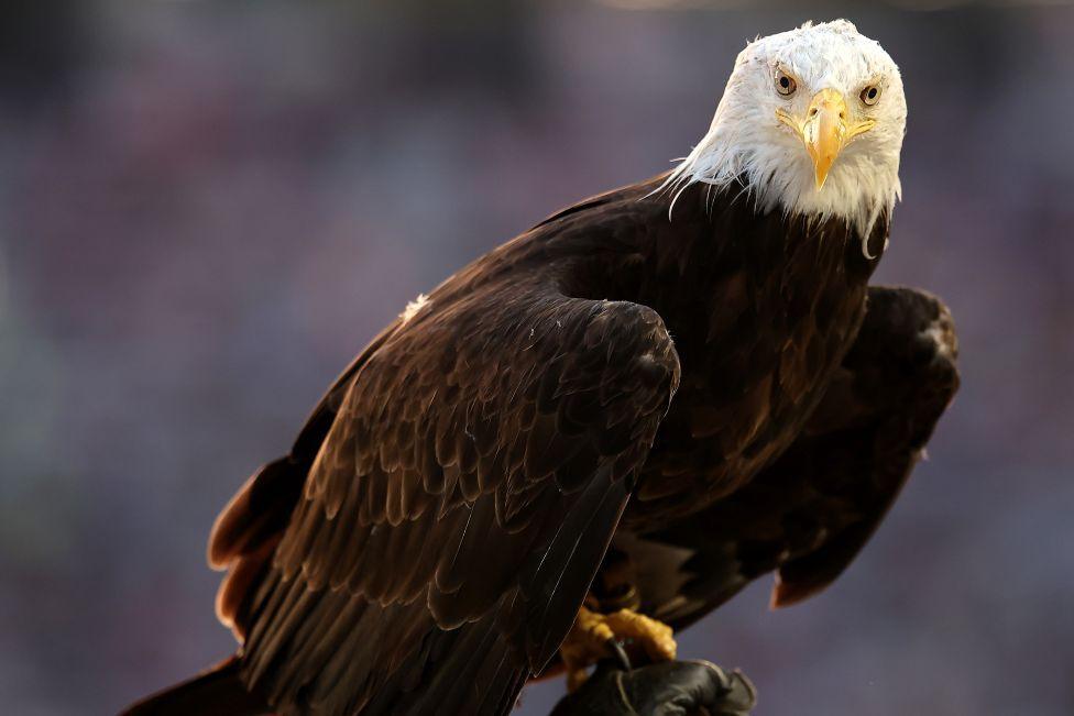 A bald eagle fills the frame - it has a white feathered head and a yellow beak and a dark brown feathered body. It is looking directly at the lens. 