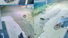 राजसमंद के रिहायशी इलाके में तेंदुआ दिखने से दहशत, 2 सेकेंड में पिल्ले को उठा ले गया; वन विभाग ने लगाया पिंजरा