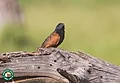 Coucal noir.