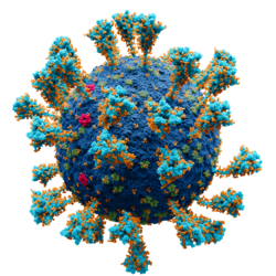 Scientifically accurate atomic model of the external structure of SARS-CoV-2. Each "ball" is an atom.