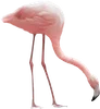 �������� png