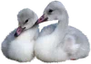 ����� png