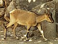 Capra aegagrus creticus