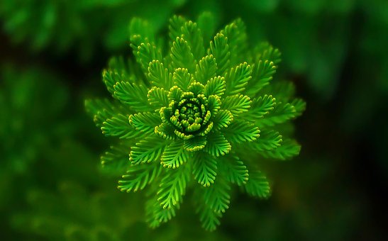 Download free HD stock image of Fern Leaves Free Fern Leaves photo and picture