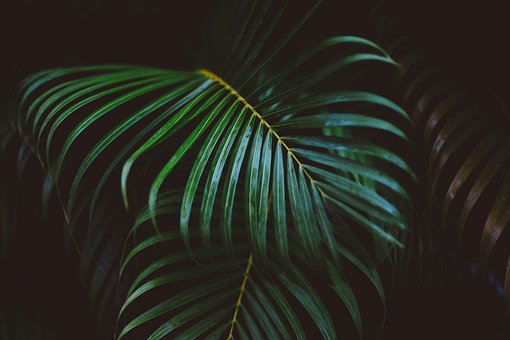 Download free HD stock image of Fronds Green Free Fronds Green photo and picture