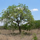 Image of Cibangalume