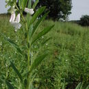 Image of sesame