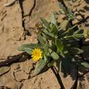 Image of field marigold