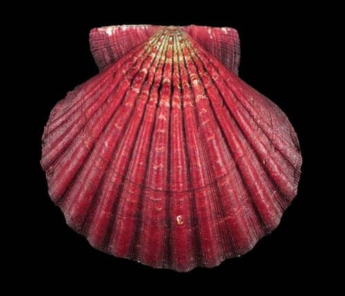 Pectinidae