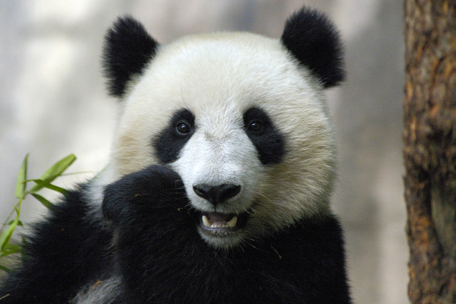 Kina1