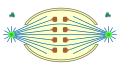 semiopen  orthomitosis