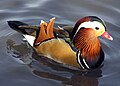 Pato-mandarim(Aix galericulata)