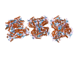 2onm: Human Mitochondrial Aldehyde Dehydrogenase Asian Variant, ALDH2*2, complexed with NAD+