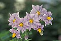 Potetblomster vaierer i farge, fra hvit til dyp lilla. Foto: Keith Weller, 2005