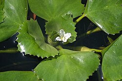 Vegetation in water