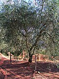 Ulivo presso Contes, preparato per la raccolta delle olive